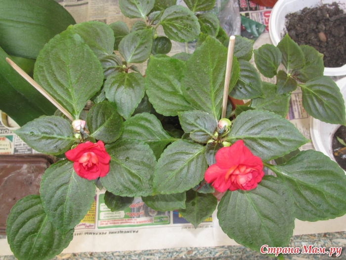 Цветок мокрый ванька