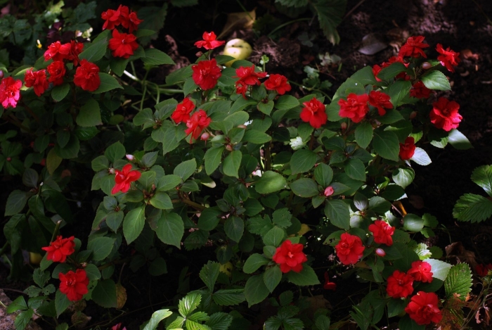 Бальзамин комнатный красный