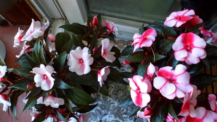 Бальзамин султановидный