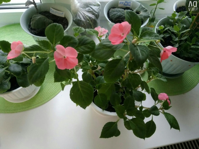 Цветок мокрый ванька полив.