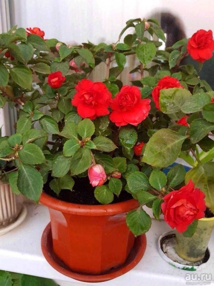 Ванька мокрый цветок