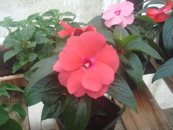 Бальзамин цветок комнатный