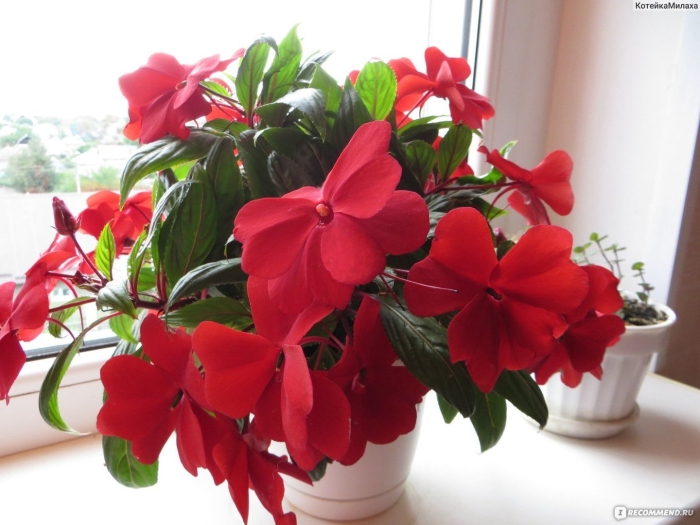 Бальзамин огонёк комнатный