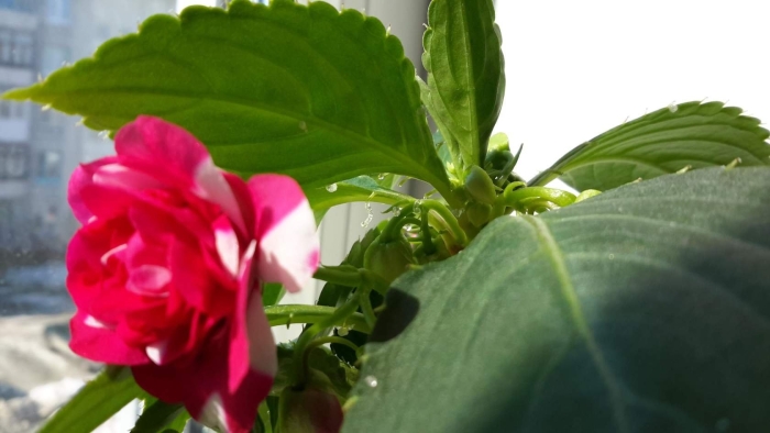 Королевский бальзамин