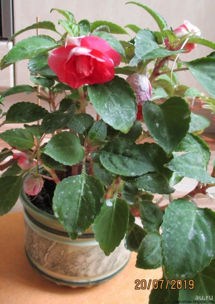 Цветок ванька мокрый