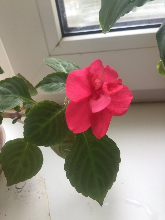 Бальзамин розовый комнатный