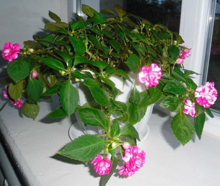 Мокрый ванька цветок