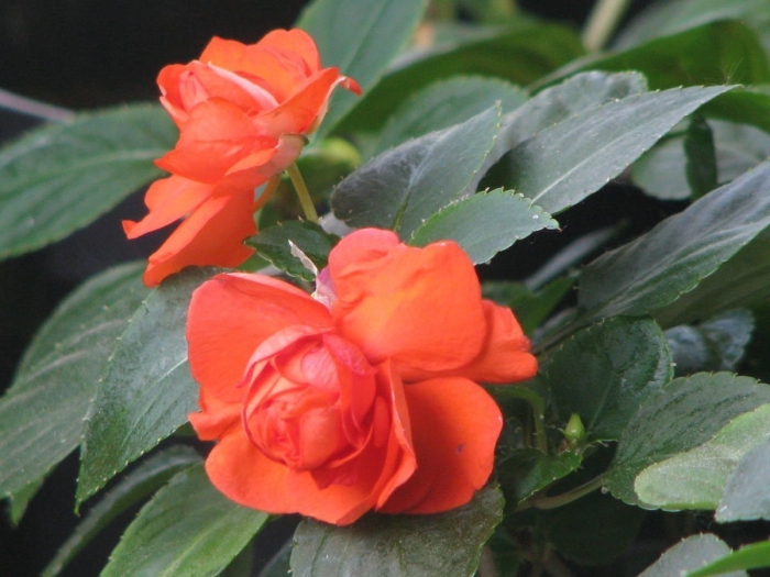 Бальзамин махровый афина оранж