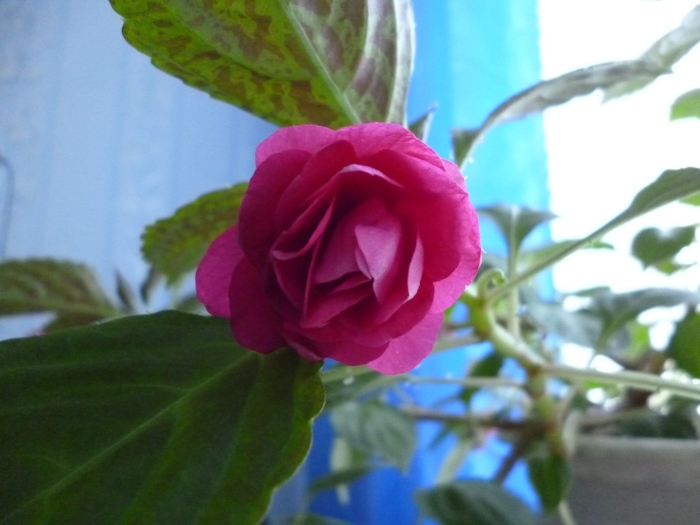 Ванька мокрый