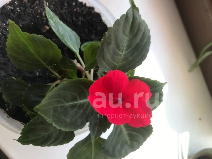 Цветок мокрый ванька