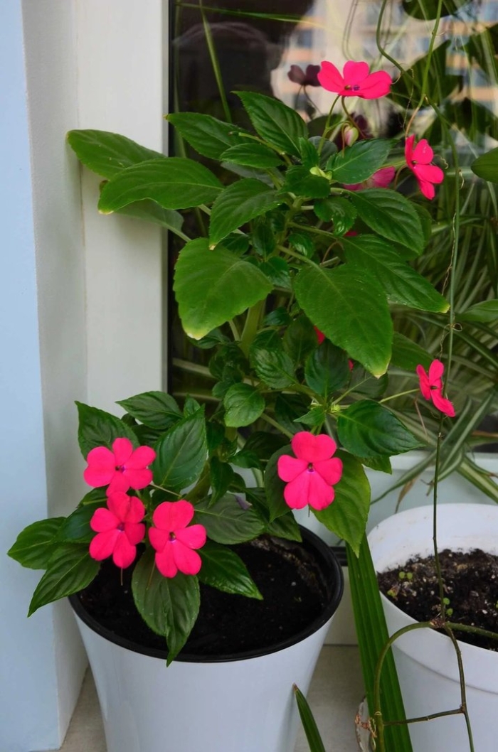 Цветок бальзамин ванька мокрый