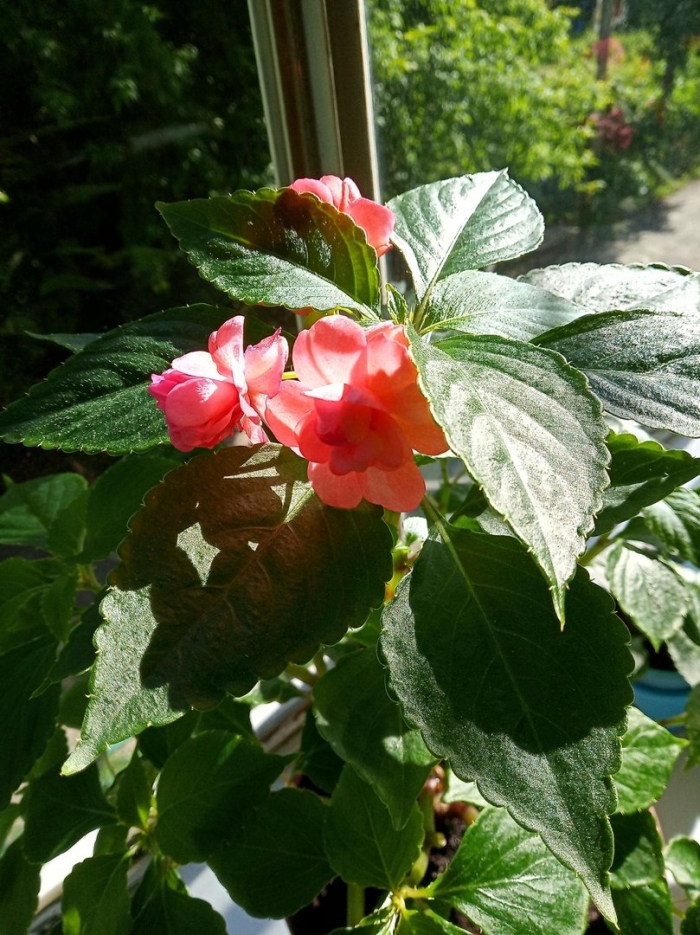 Бальзамин огонек ванька мокрый