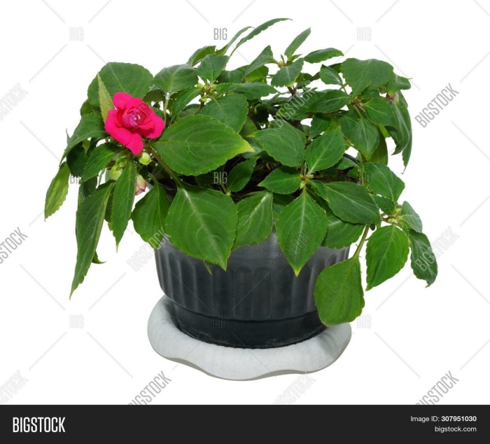 Бальзамин петерса (impatiens petersiana)