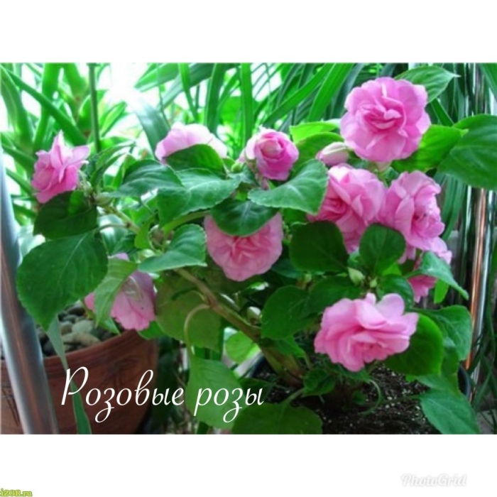 Ванька-мокрый бальзамин махровый