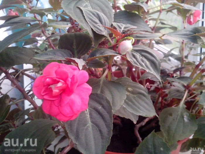 Мокрый ванька цветок уличный