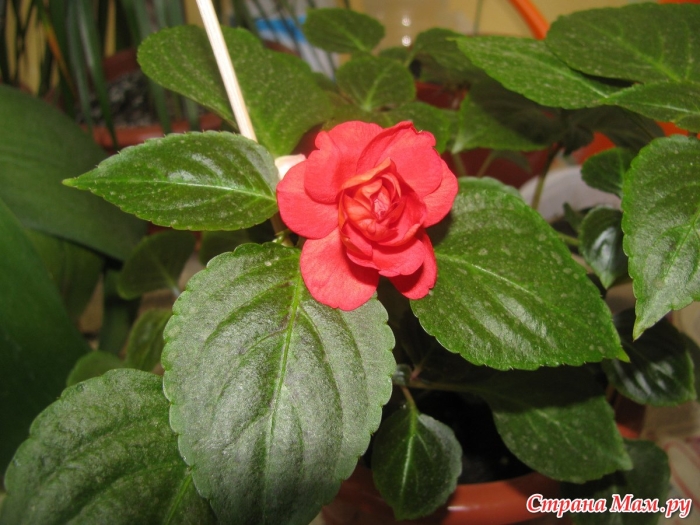 Ванька мокрый цветок