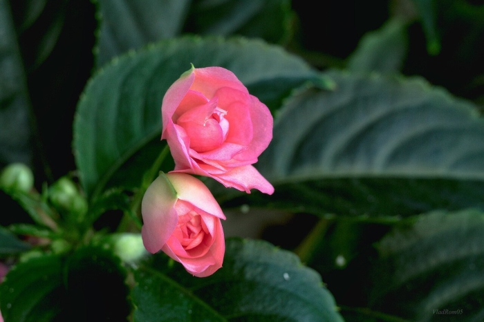 Бальзамин цветок