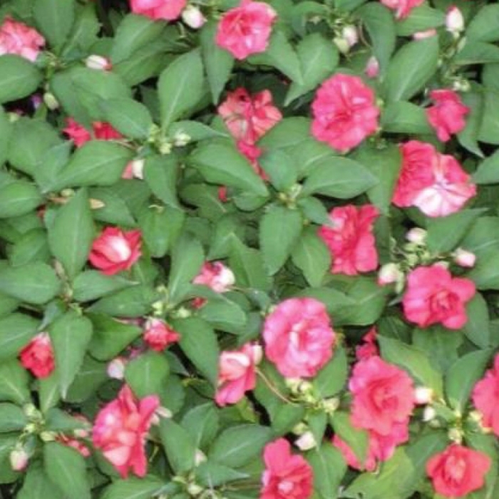 Садовый бальзамин