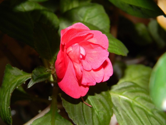 Ванька мокрый бальзамин