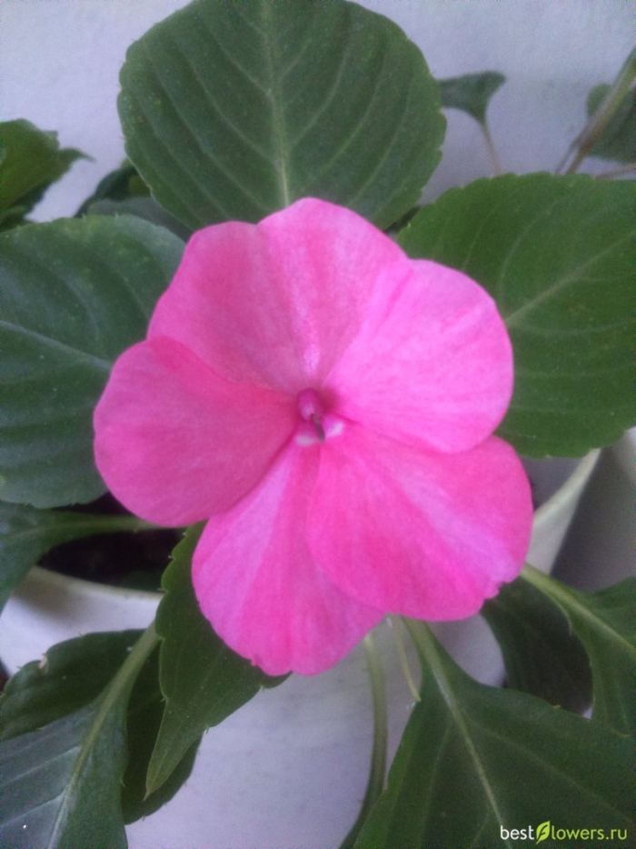 Цветок бальзамин ванька мокрый