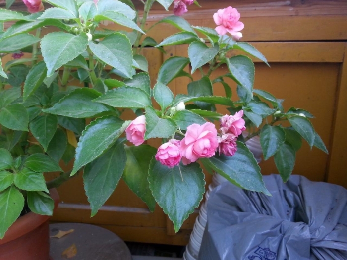 Бальзамин садовый