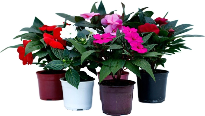 Бальзамин новогвинейский микс