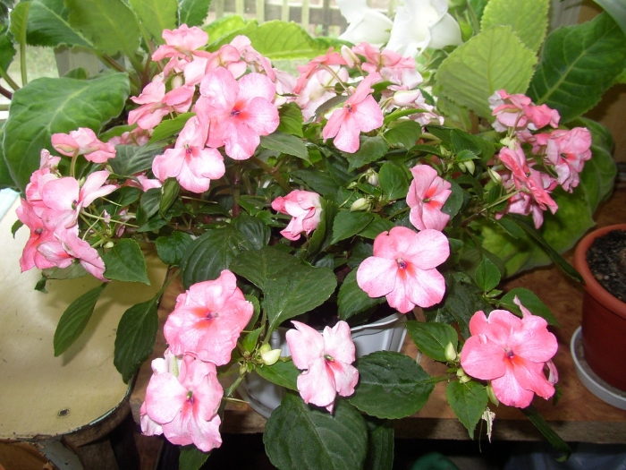 Бальзамин новогвинейский