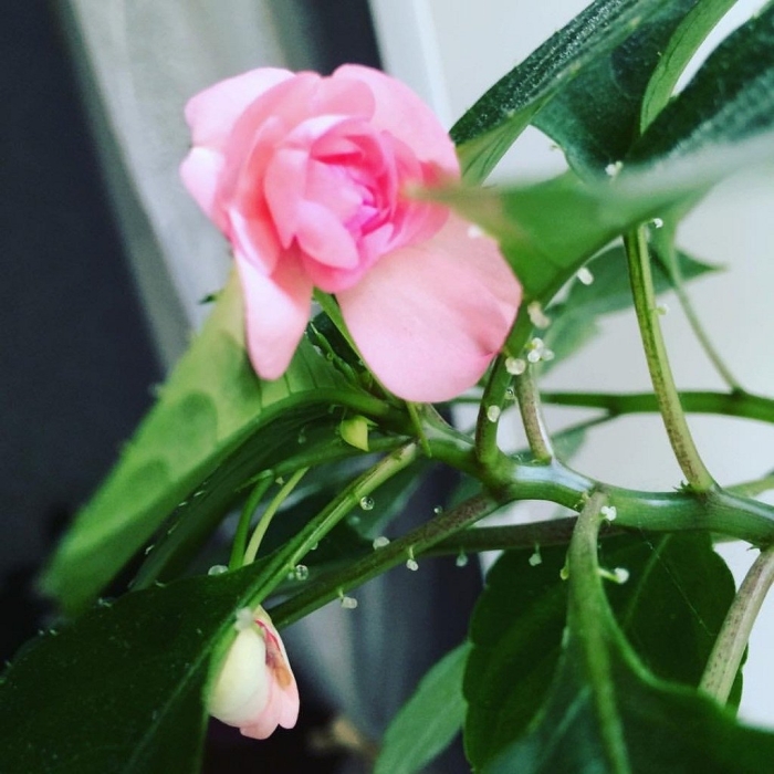 Бальзамин ванька мокрый