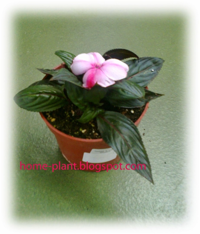 Новогвинейский бальзамин