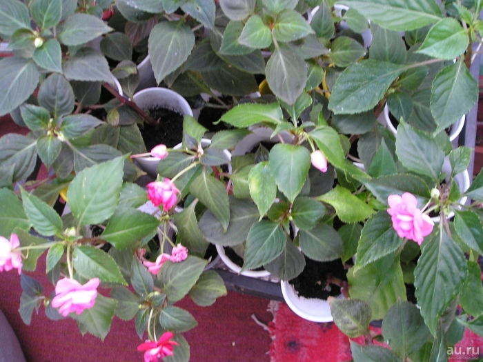 Цветок бальзамин ванька мокрый