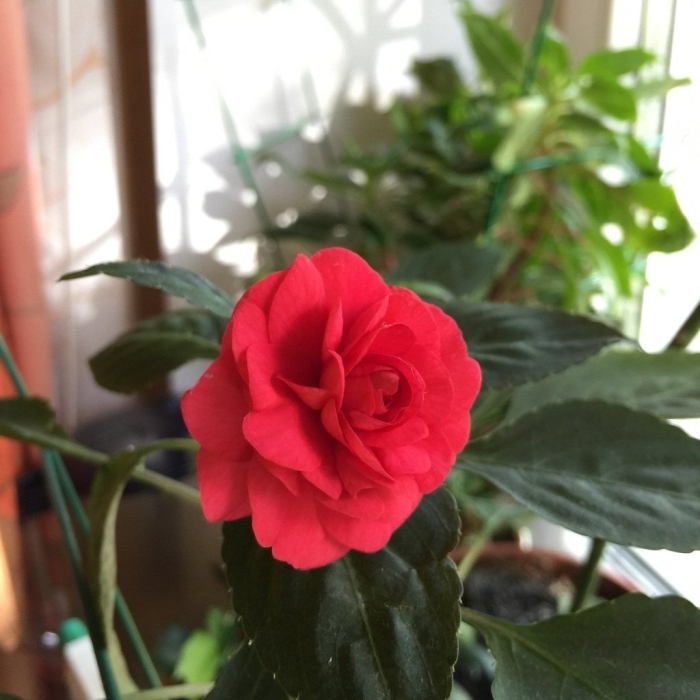 Ванька-мокрый бальзамин красный