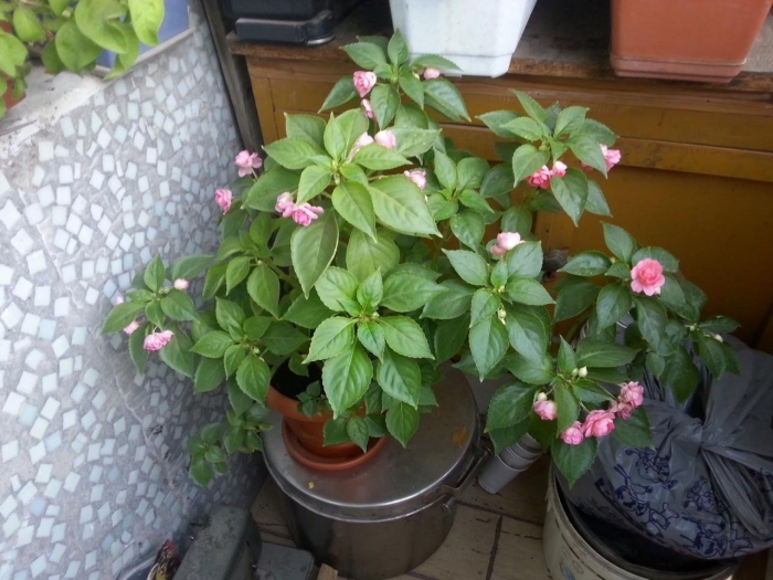 Цветок бальзамин ванька мокрый