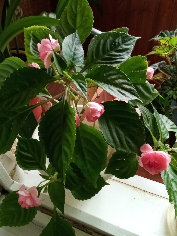 Комнатные цветы бальзамин