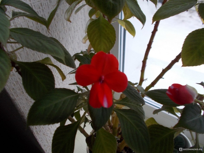 Бальзамин красный