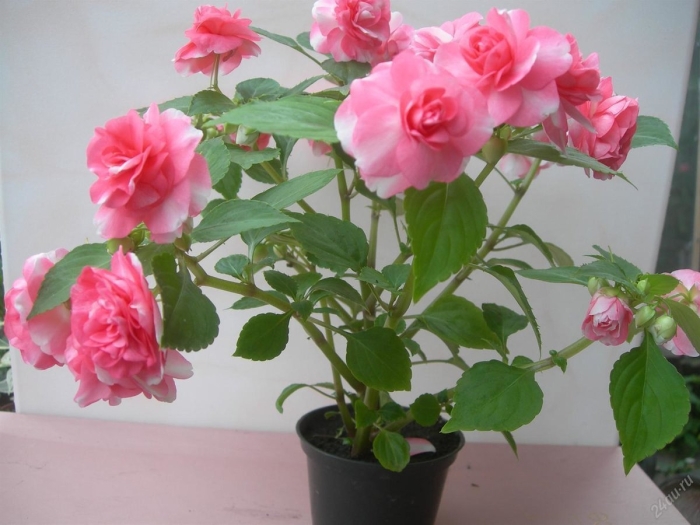 Бальзамин комнатный махровый