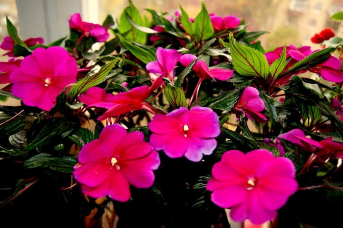 Цветок бальзамин