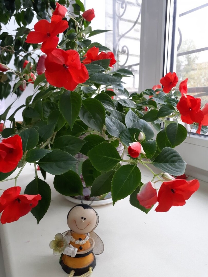 Цветок мокрый ванька