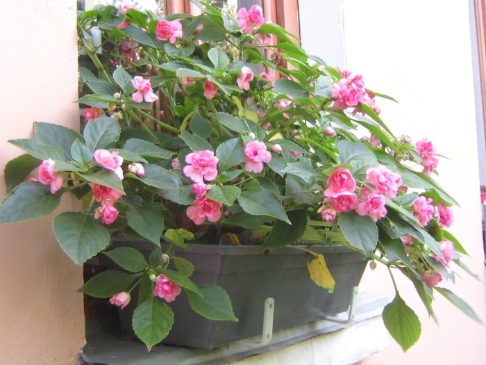 Бальзамин ванька мокрый