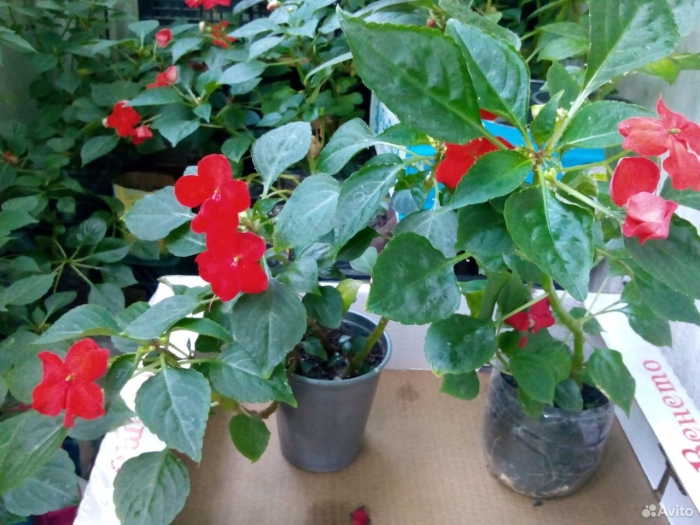 Цветок мокрый ванька