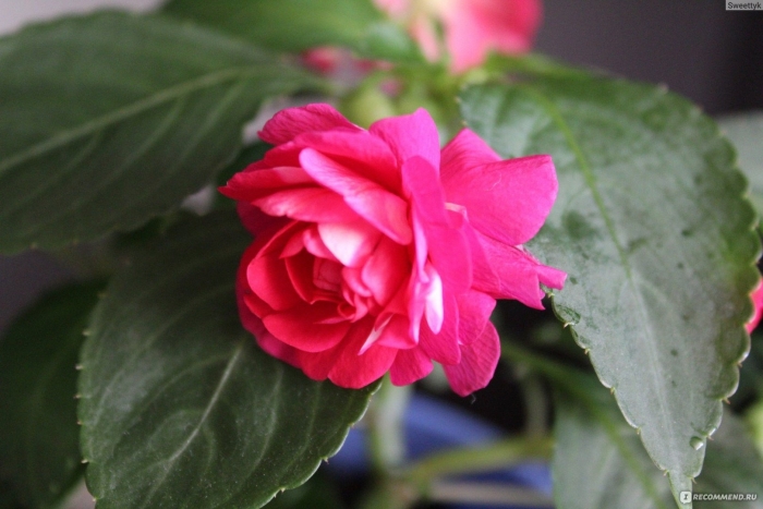 Ванька-мокрый бальзамин садовый