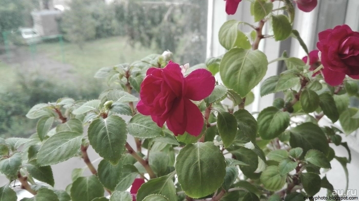 Бальзамин малиновый махровый