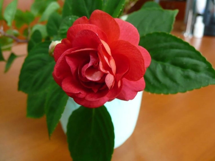 Комнатный бальзамин