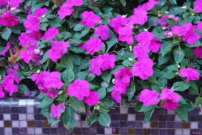 Цветок бальзамин садовый