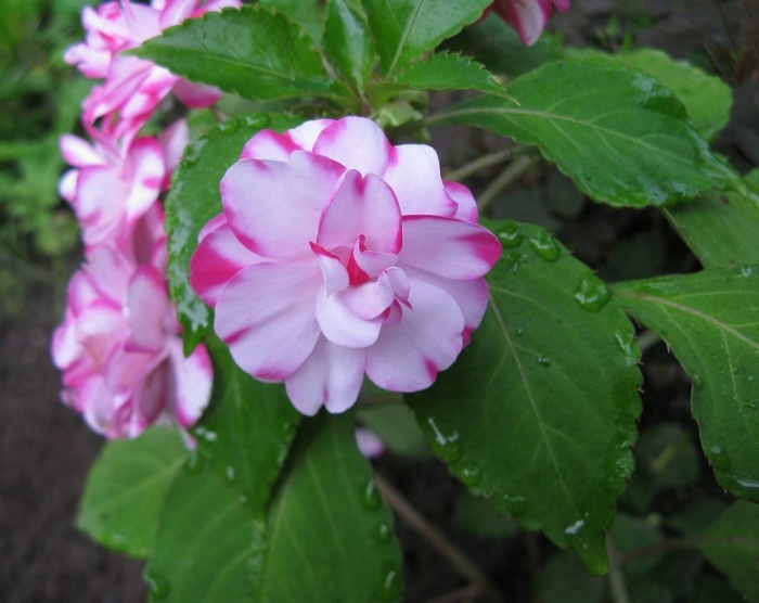 Бальзамин ruby white