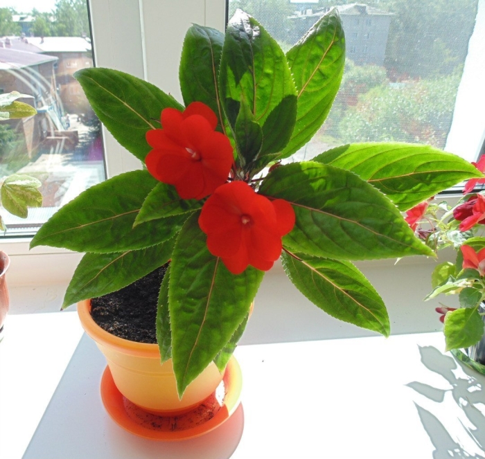 Бальзамин новогвинейский красный