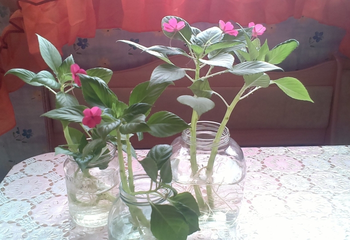 Бальзамин ванька мокрый