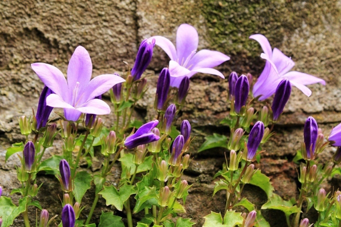Колокольчик портеншлага (campanula portenschlagiana)