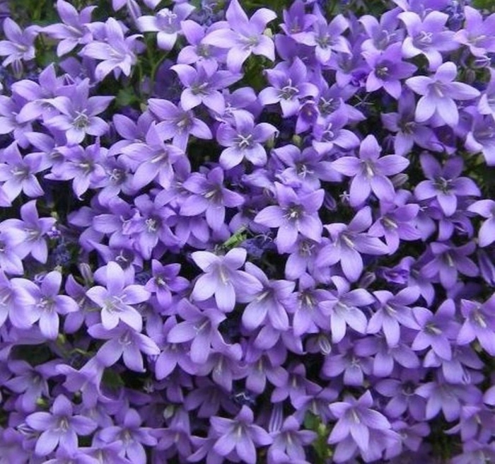 Колокольчик портеншлага блю