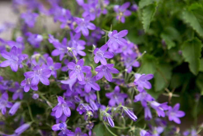 Колокольчик пожарского