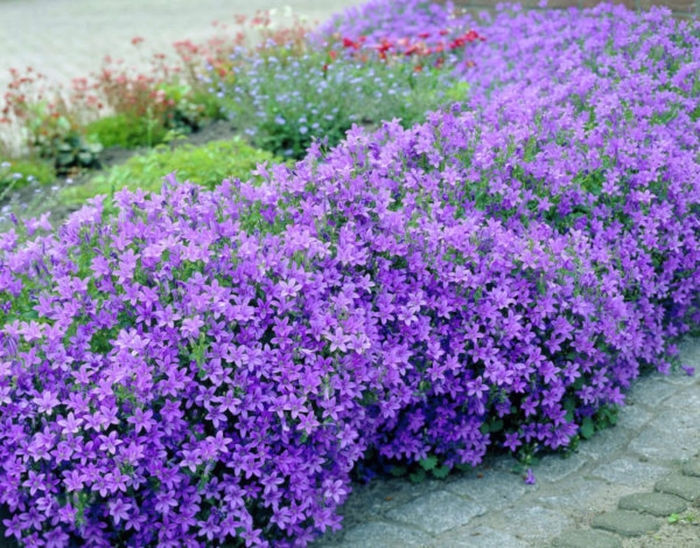 Campanula portenschlagiana